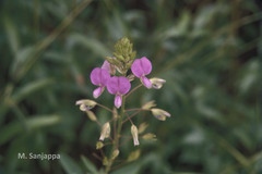 Alysicarpus belgaumensis